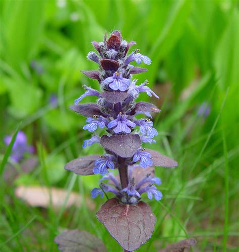 ajucax|Ajuga reptans 